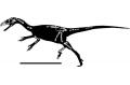Sino-American Expedition Produced a New Coelurosaurian Theropod in Xinjiang, China