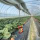 JX-A00160 Drip Irrigation Tunnel Greenhouse for Agriculture Customized to Your Needs