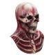 ODM Skull Halloween Masquerade Masks Latex Environmentally Friendly