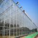Mulit Span Commercial Glass Greenhouse Venlo Shape Span Width 9.6 / 10.8 / 12m