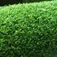 High Density Curly Sports Artificial Grass For Golf Gateball Basketball Two Color