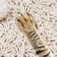 Biodegradable Premium Tofu Cat Litter White Low Tracking Cat Litter