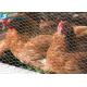 green pvc/plastic coated chicken coop hexagonal wire mesh for rabbit dark poultry fence