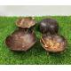 Firlar Bathroom Coconut Shell Soap Box Natural Handmade For Kitchen Tub