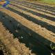 Plastic weeding Mulch Film Agricultural Black Plastic Ground Cover PE blowing film
