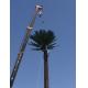 40m Grd Monopole Pine Tree Tower Camouflaged