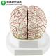 Medical Human Brain Model Cerebral Artery Display Can Be Divided Into 8 Parts