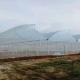 40 Mesh Insect Net Covered Multi Span Sawtooth Type Greenhouse  For Rose In Tropical Area
