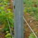 High Security Metal Grape Vine Stakes For Orchard Erosion Resistant
