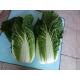 Green Outside Fresh Chinese Cabbage , Small Chinese Cabbage No Pesticide
