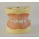 20 teeth Pediatrics Jaw Model