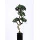 Four Heads Bonsai Pine Tree Elegant Charming Highly Lifelike Appearance