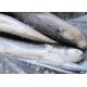 1000g 1500g Seafood BQF Freezing Grey Mullet Fish
