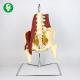 Lumbar Spine Skeleton Model / Spine Bone Model Luxury Suspension Type