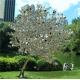3m Metal Tree 316L Stainless Steel Sculptures Garden Modern Mirror Polishing