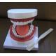 High Quality Nursing Training Teeth Burshing