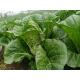 Clean Delicious Flat Head Cabbage For Large Supermarket / Salad Factory