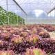 US Cocopeat Soil for Vegetable Growing in Commercial Greenhouse Sustainable Farming