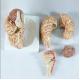 Half Size Human Brain Model Frontal With Parietal Lobes