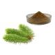 Pine Leaves Herbal Extract Powder