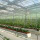 Square Meter Hydroponics Film Greenhouse Facility for Year-Round Crop Production
