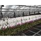 Flower Multi Span Greenhouse / Venlo Style Greenhouse Cover Material Polycarbonate Sheet