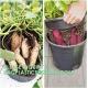 29cm Potato Planting Pot Nursery Pot For Ginger Peanut Potato Custom 5 7 10 Gallon With Window Open