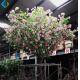 5 -10 Years Life Time Artificial Flower Tree , Fake Pomegranate Tree