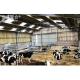 Steel Grade Large Span Prefabricated Galvanized Farm Building for Cow Storage Logistics