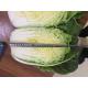 Good Taste Flathead Cabbage / Improve Digestion Early Round Dutch Cabbage