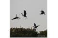 Migrant birds return to Poyang Lake