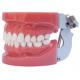 Standard Oral Dental tooth teaching model----A1