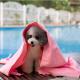 66*43 large pet bath towel dog bath towel synthetic chamois PVA towel Clean  pet towel