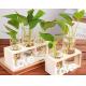 Hydroponics glass vase for planting table decoration glass terrarium