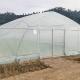 Hydroponic System Steel Frame Arch Plastic Film Poly Tunnel Greenhouse For Tomato