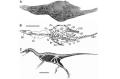 New Finding Confirms the Link between Dinosaurs and Birds