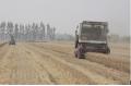 Shanghe county: summer harvesting of wheat is wrapped up