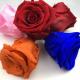 Wholesale Prices 5-7cm Preserved Flowers Ecuadorian Roses  Valentine's Day