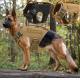 Plastic Tactical Dog Harness For Hiking Training Brown