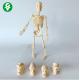 Skeletal Human Body Model Toy Bone Gifts 20CM Can Be Assembled Multiple Apply