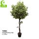 Wholesaler Popular Beautiful 165cm Artificial Variegated Ficus Tree Indoor Decor And Space Landscaping