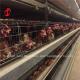 Commercial Broiler Chicken Poultry Meat Battery Cage System Ada