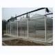 8m 9.6m 12m Span Width Agriculture Greenhouse For Hybrid Tomato Seeds And Vegetables