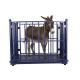 KELI LCD Cattle Weighing Scales Carbon Steel With Locks