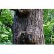 herba pine bark extract 65 proanthocyanidins/opc