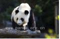 Mei Lan, offspring of the panda   s at Zoo Atlanta returns to China