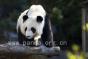 Mei Lan, offspring of the panda   s at Zoo Atlanta returns to China