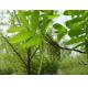 Chinese Wingmut Leaf Pterocarya stenoptera C DC dried leaves used as tcm traditional chinese medicine Feng yang ye