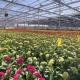 US Currency Glass Greenhouse for Growing Plants 100.000kg Package Gross Weight