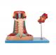 Import PVC Anatomy Mediastinum Model For Medical School Training